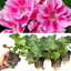 Set of 3 or 6 Large Plants - Geranium Toscana Anne, Ready to Plant in Your Garden
