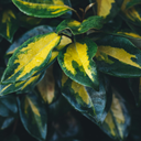 Elaeagnus ‘Maryline’ Plant