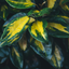 Elaeagnus Ebbingei Maryline