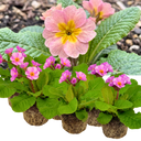 Polyanthus Stella Pink Champagne Plants (Set of 3 or 6)