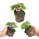 Calibrachoa Cabaret Early Light Pink Eye Plants (Set of 3 or 6)