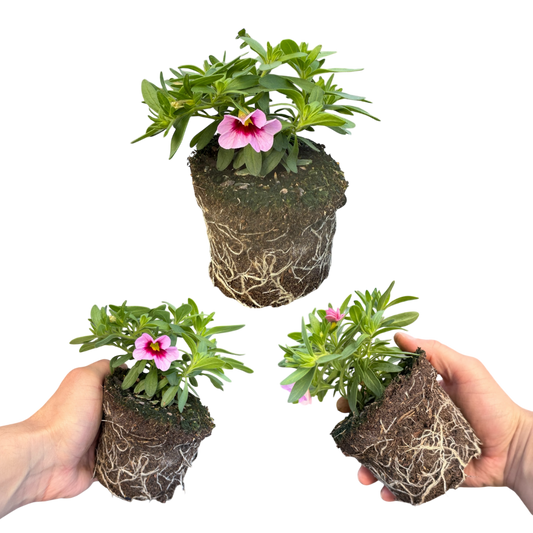 Calibrachoa 'Cabaret Early Light Pink Eye' (Million Bells) – Trailing Summer Bedding (Set of 3 or 6)
