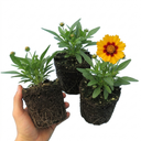 Coreopsis Presto Plants (Set of 3 or 6)