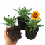 Set of 3 or 6 Coreopsis Presto Hardy Perennial Plants, Golden Yellow Summer Flowering, Outdoor Garden Ready, 1 Litre Root Ball