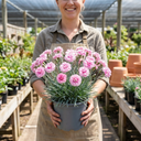 Cottage Pinks Dianthus Candy Floss Plants