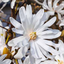Magnolia Stellata