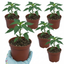 Set of 3 or 6 Large Chilli Pepper Plants - Thai Dragon, Ready to Plant in Your Garden