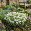 Set of 3 or 6 Large Plants - Arabis Aubris White, Ready to Plant in Your Garden, 1L