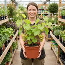 Superior Seedless White Grape Vine Plants