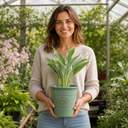 3Ltr Hosta Tears from Heaven, Shade Perennial, Nursery Pots