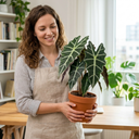 Dieffenbachia Plant (1L Pot)
