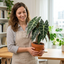 3 Bold Leaf Indoor Plant Collection – Dieffenbachia, Alocasia Polly & Ficus Robusta, 1 Litre Root Ball