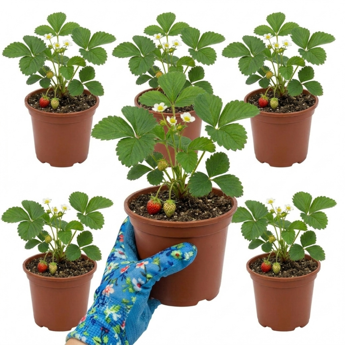 Strawberry 'Delizz' – Everbearing Strawberry (Set of 3 or 6)
