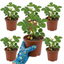 Set of 3 or 6 Large Plants - Strawberry Delizz Variety, Outdoor Garden Ready, 1L