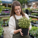 Euonymus Aureomarginatus Plant (2L Pot)