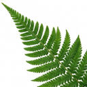 Soft Shield Fern Polystichum Setiferum Plants (Set of 3 or 6)