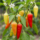 Hungarian Hot Wax Plants (Set of 3 or 6)