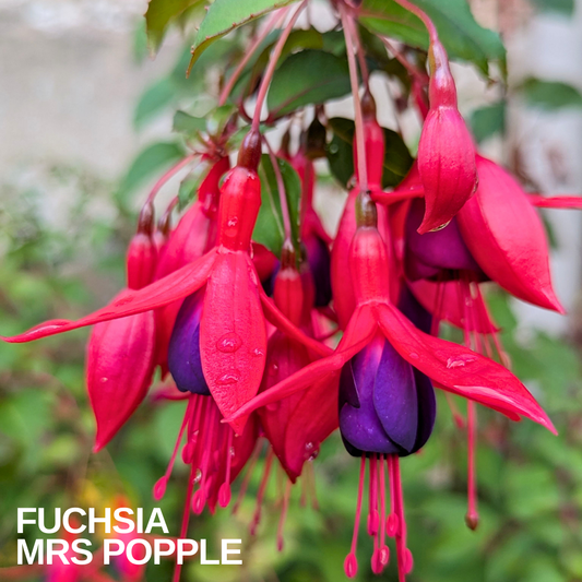 Fuchsia bearing pendulous scarlet and violet-purple double flowers with long stamens