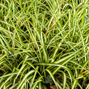Everglow Carex Ornamental Grass Plant