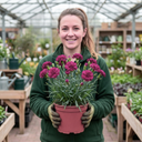 Carnation Capitan Colon Dianthus Plants