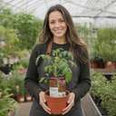 Gardeners Delight Cherry Tomato Plants