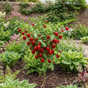 Grow Your Own Sweet Pepper Snack Red Plant