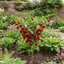 1 Large Plant - Grow Your Own Sweet Pepper Snack Red, Outdoor Garden Ready