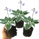Francee Plantain Lily Plants (Set of 3 or 6)