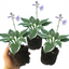 Set of 3 or 6 Large Hosta Plants - Francee Plantain Lily, Ready to Plant in Your Garden, 1L