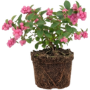 Symphoricarpos Magical Candy Plant (3L Pot)