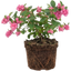 1 Large Plant - Symphoricarpos Magical Candy, Outdoor Garden Ready, 3L Pot