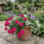 Set of 3 or 6 Verbena Trailing Magelana Hot Rose Plants, Summer Bedding Garden Ready, 10.5cm Root-Ball