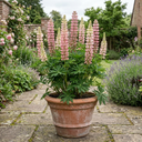 Lupin Legendary Rose Shades Plants
