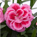 Dianthus Oscar Pink Purple Plants (Set of 3 or 6)