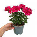 Geranium Calliope Deep Rose Plant (2L Pot)