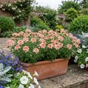 Verbena Magelana Peach Trailing Plants (Set of 3 or 6)