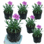 Set of 3 or 6 Large Plants - Pink Purple Carnation, Ready to Plant in Your Garden, 10.5 cm