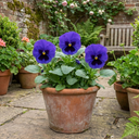 3 Pansy Delta Pro Marina Plants