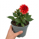 Dahlia Fun Pomegranate Plants