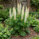 Lupin Legendary White Shades Perennial Plants