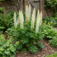 1 Lupin Legendary White Shades Perennial Plant, Outdoor Garden Ready, 3 Litre Root Ball