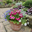 Set of 3 or 6 Garden Ready Plants – Calceolaria Calynopsis ‘Pink Bicolour’, Ready to Plant