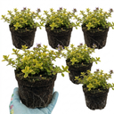 Thymus citriodorus ‘Doone Valley’ Thyme Herb Plants (Set of 3 or 6)