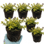 Set of 3 or 6 Thymus citriodorus ‘Doone Valley’ Thyme Herb Plants, Hardy Perennial Culinary Herb, Outdoor Garden Ready, 1 Litre Root-Ball