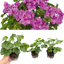 Set of 3 or 6 Large Plants - Geranium Sunflair Amethyst, Ready to Plant in Your Garden