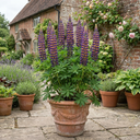 Lupin Persian Slipper Flower Plants