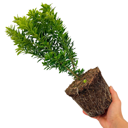 Euonymus 'Microphyllus Aureomarginatus' – Gold Edged Evergreen Shrub (2L Pot)
