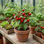 Set of 3 or 6 Large Plants - Sweet Pepper Snack Red, Ready to Plant in Your Garden