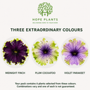 Set of 3 or 6 Petunia Amazonas Mixed Plants, 1 Litre Pots, Summer Bedding