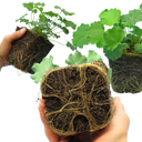 Alchemilla Irish Silk Plants (Set of 3 or 6)